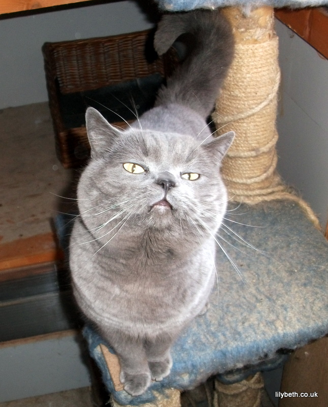 Lilybeth Cats Breeders Of Quality British Shorthair Kittens