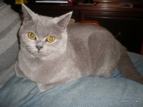 Lilybeth Cats Breeders Of Quality British Shorthair Kittens