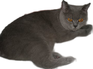 Lilybeth Cats Breeders Of Quality British Shorthair Kittens