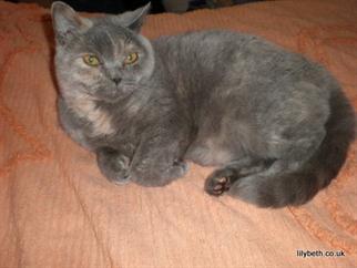 Bella (Retired)