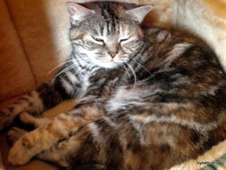 Lottie (Retired)