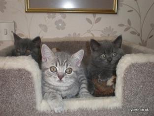 Honey's Babies