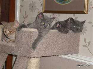 Honey's Babies